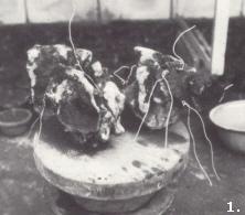 Préparation d’un Bonsaï de roche