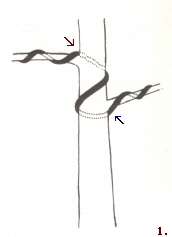 Bonsaï ligature double