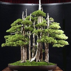 Great Bonsai trees thumbnail