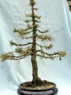 Bonsai sapin