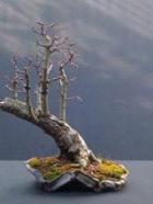Aubepine bonsai