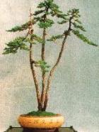 Bonsaï lettré