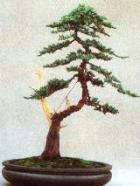 genevrier bonsai