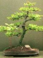 4 saisons bonsai