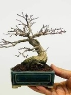 Shohin