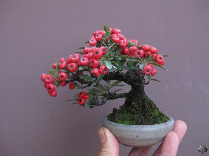 Mini bonsaï