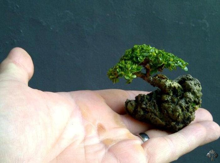 Mini bonsaï sur une pierre