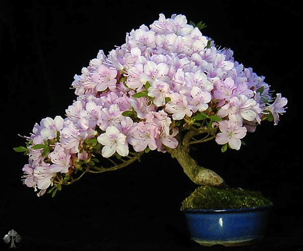 Flowering bonsai tree