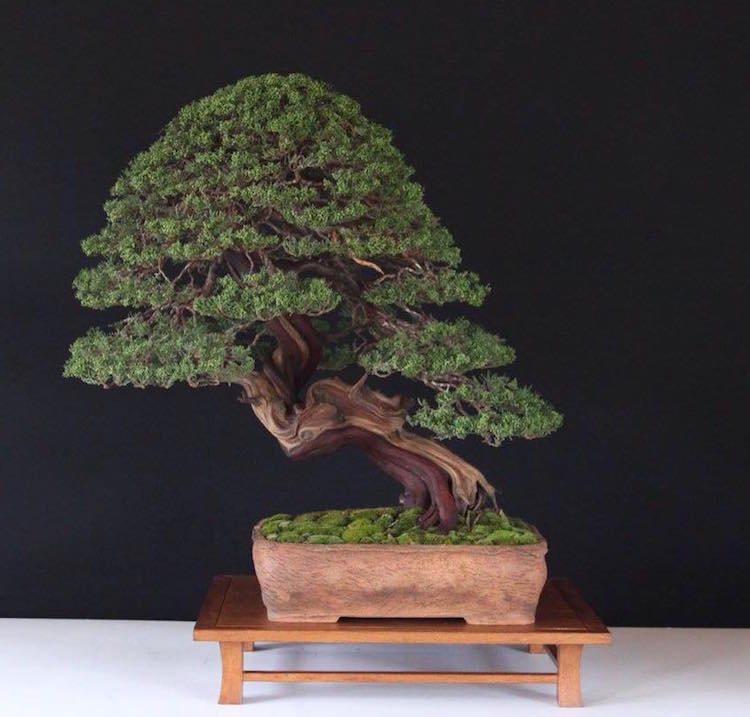 Salvatore Liporace bonsai