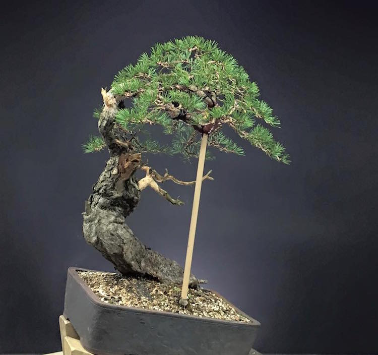 Pavel Slovak bonsai