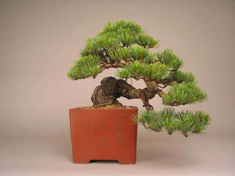 Jarek Lenarcyk bonsai