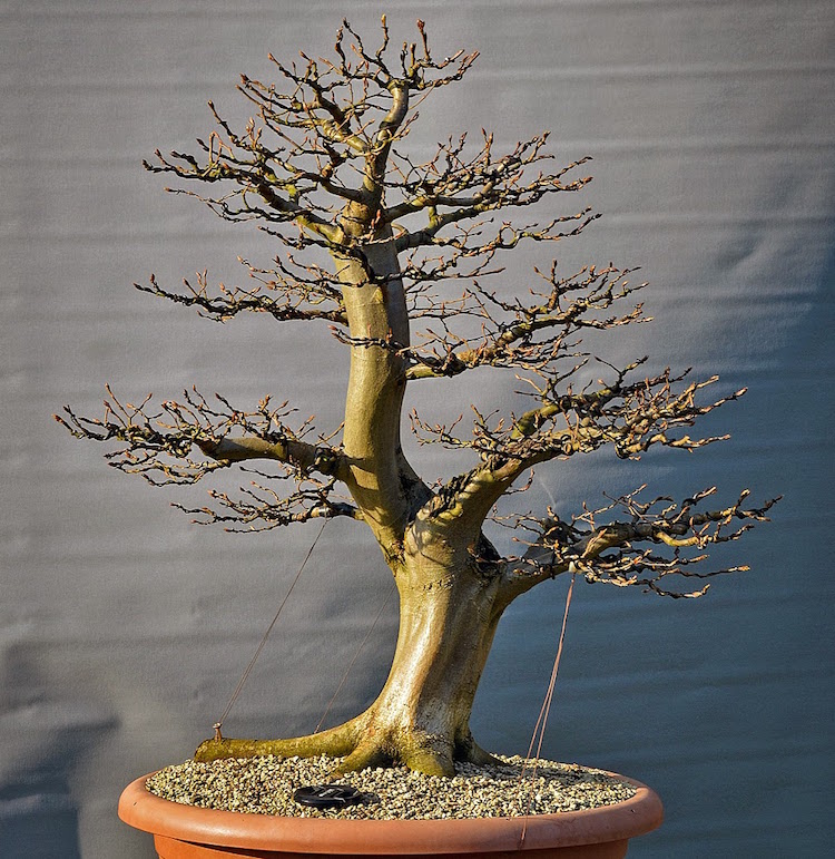 Roland Petek bonsai