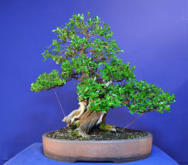Escallonia bonsai