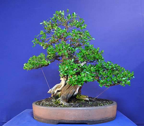 Escallonia bonsai