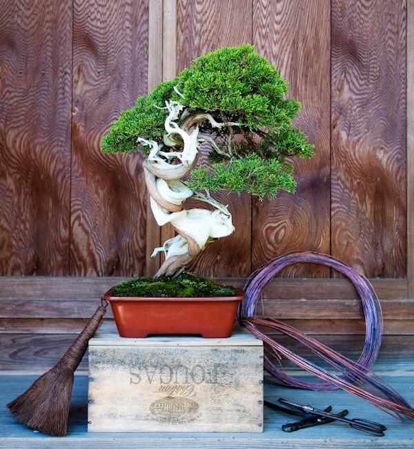 Juniperus yamadori bonsai
