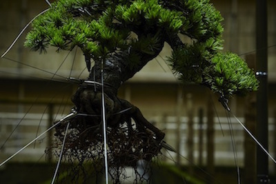 Abandoned Powerplant bonsai display closeup