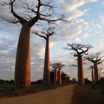 Baobab (AmusingPlanet)