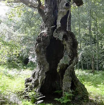 Hollow trunk (Facebook Walter Pall)
