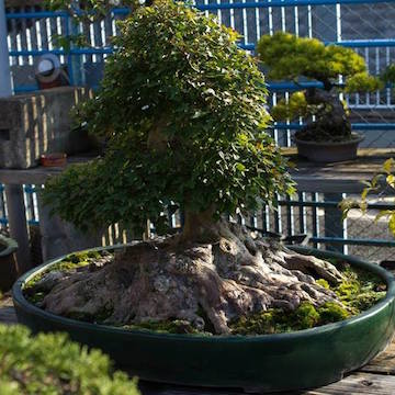 Bonsai with large root flare
