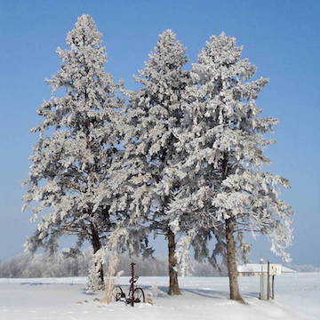 Trees in Winter (FaunaFlora)