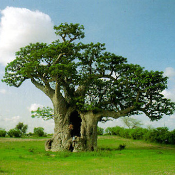 Baobab tree (MutteringandPlantMusing)