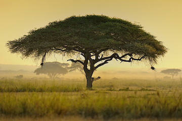 African tree (Diana Robinson)