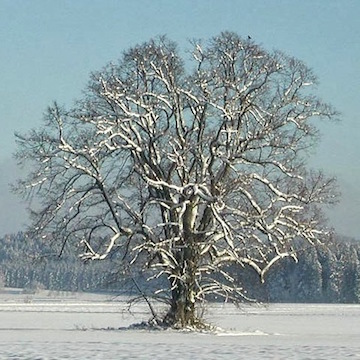 Linden tree in winter