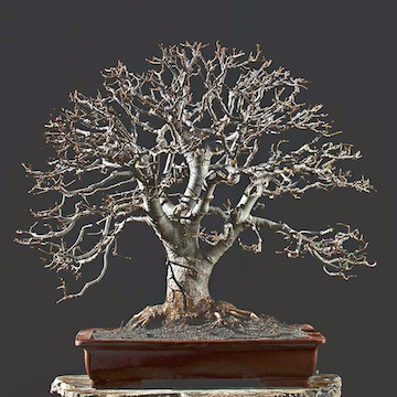 Linden bonsai tree, Walter Pall