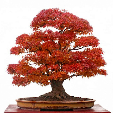 Maple bonsai in fall
