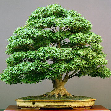 Acer bonsai in summer
