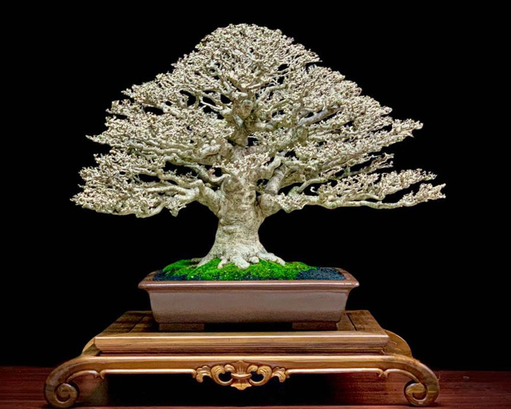 Pemphis Acidulaage bonsai