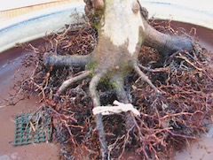 After pruning roots
