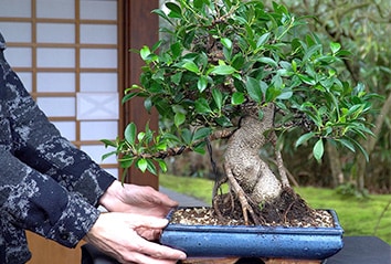 Créer un bonsaï de Ficus