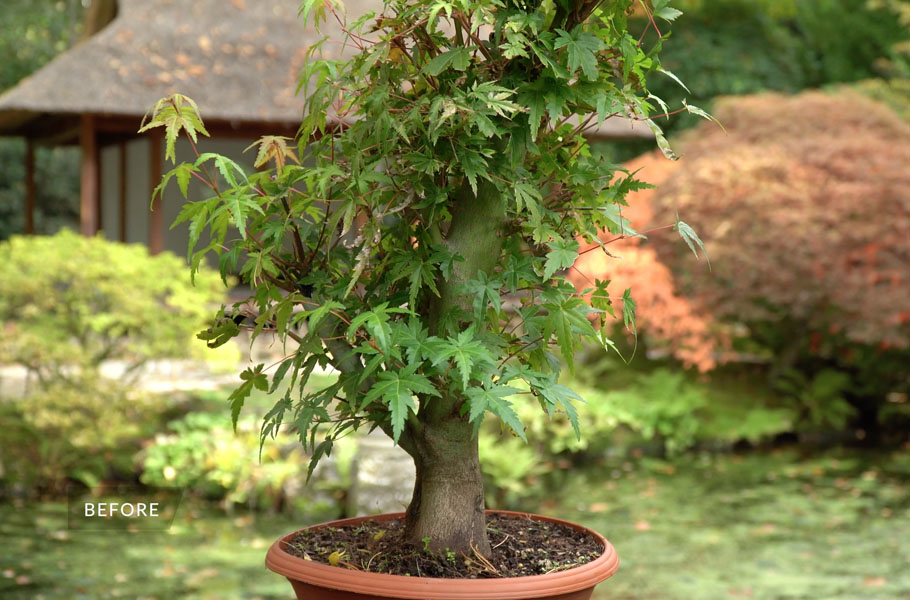 Création d'un bonsaï d'érable