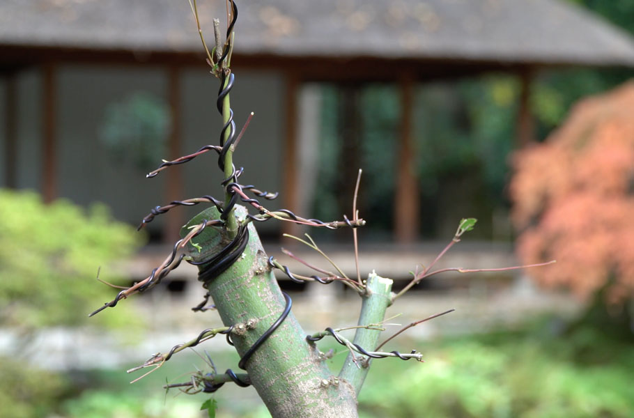 Création d'un bonsaï d'érable