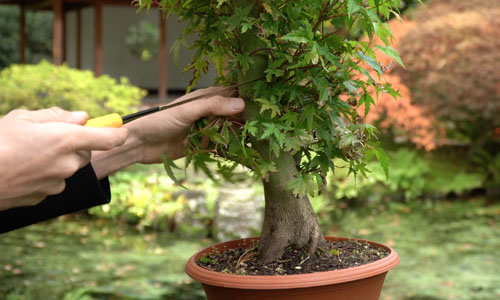 DIY: Création d'un bonsaï d'érable