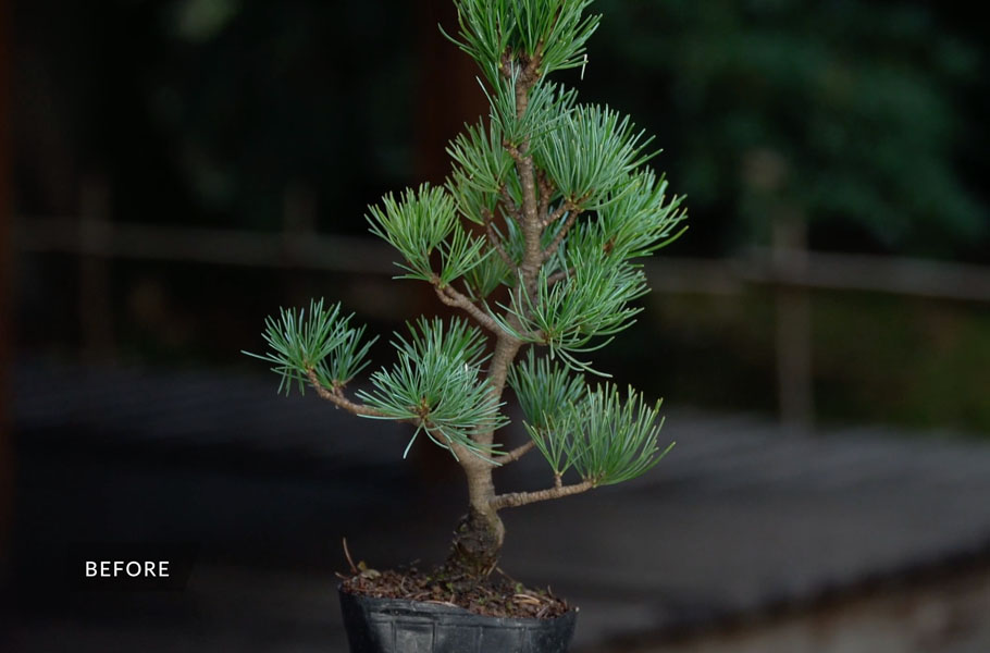 Création d'un bonsaï de pin