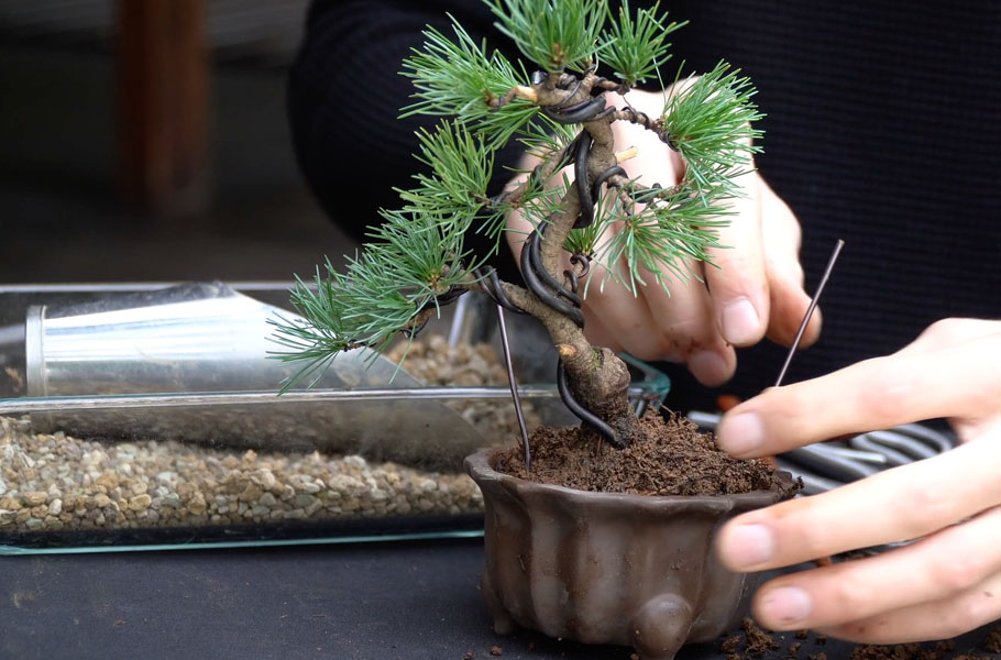 Création d'un bonsaï de pin
