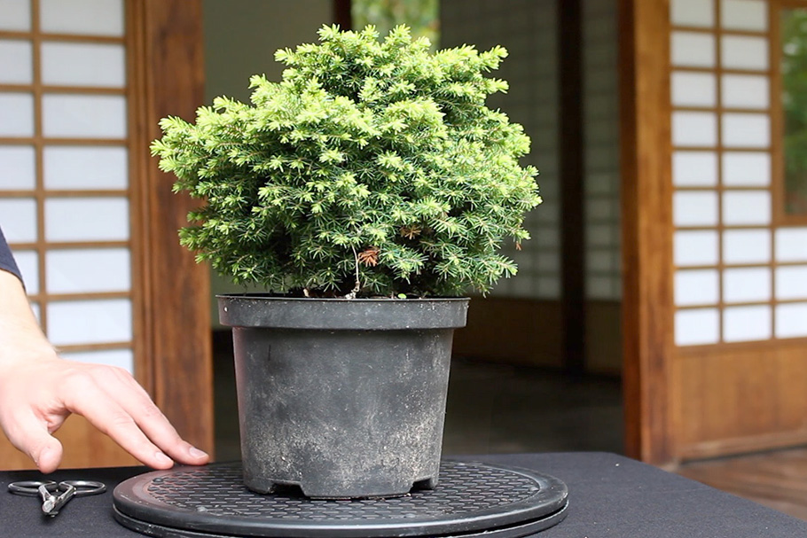 Dans cette vidéo je vais vous montré comment créer un bonsaï avec cette plante.