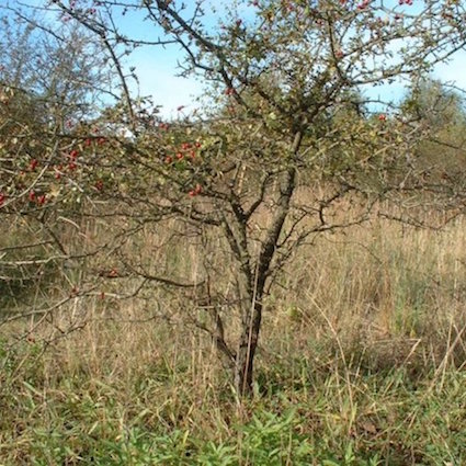 Hawthorn twin bonsai
