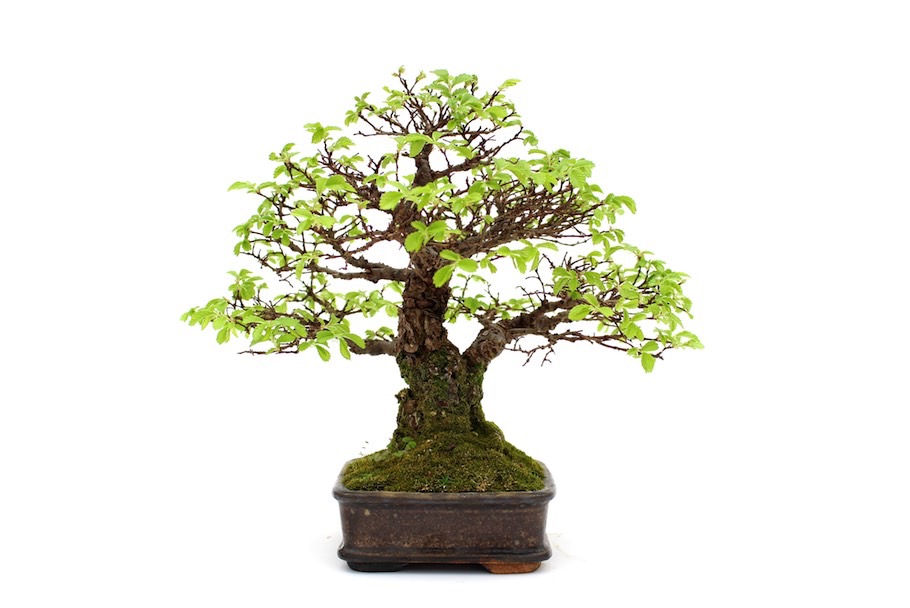 Tapering on a Bonsai tree