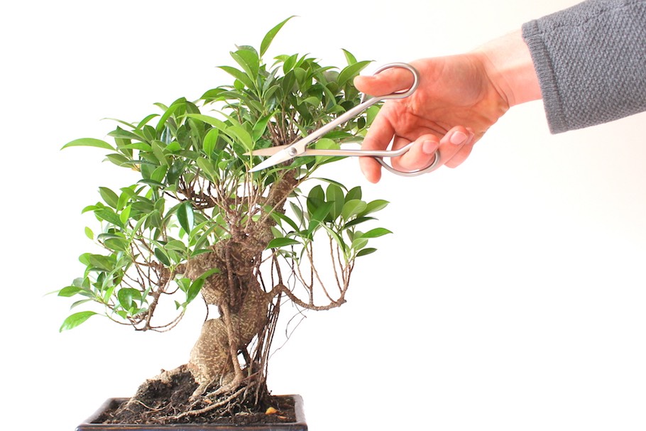 Pruning a Ficus bonsai