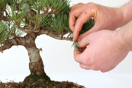 Pinching a pine (correct)