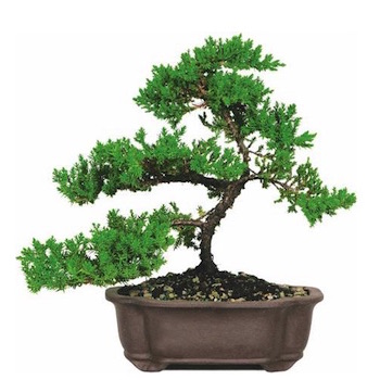 Un genévrier en bonsaï de taille et de forme classique