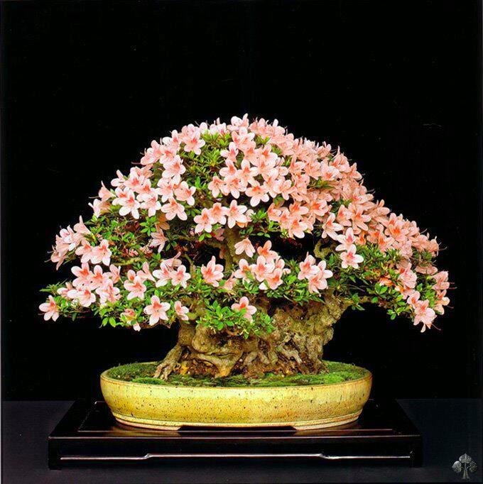 Flowering Azalea bonsai