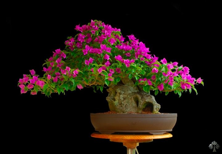 4 Germination Taux de 95% 100 PCS Vanda Coerulea Fleur Bonsai Chine est Aussi orchidée Himalaya Bonsai Fleur Accueil PLNG 