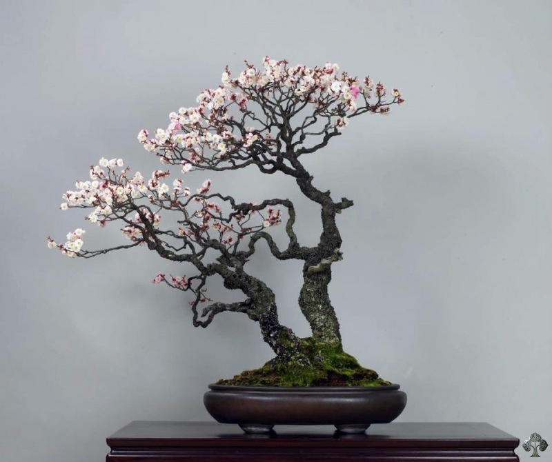 Prunus Bonsai