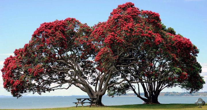 Nature and bonsai