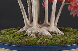 Acer palmatum (Tunb.), Hotsumi Terakawa & Luis Vallejo