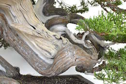 Juniperus, Bjorn Bjorholm